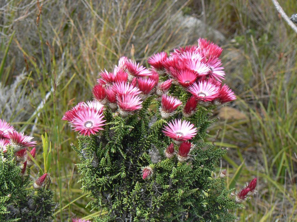 Van Den Berg'S Guesthouse Bettyʼs Bay Exteriér fotografie