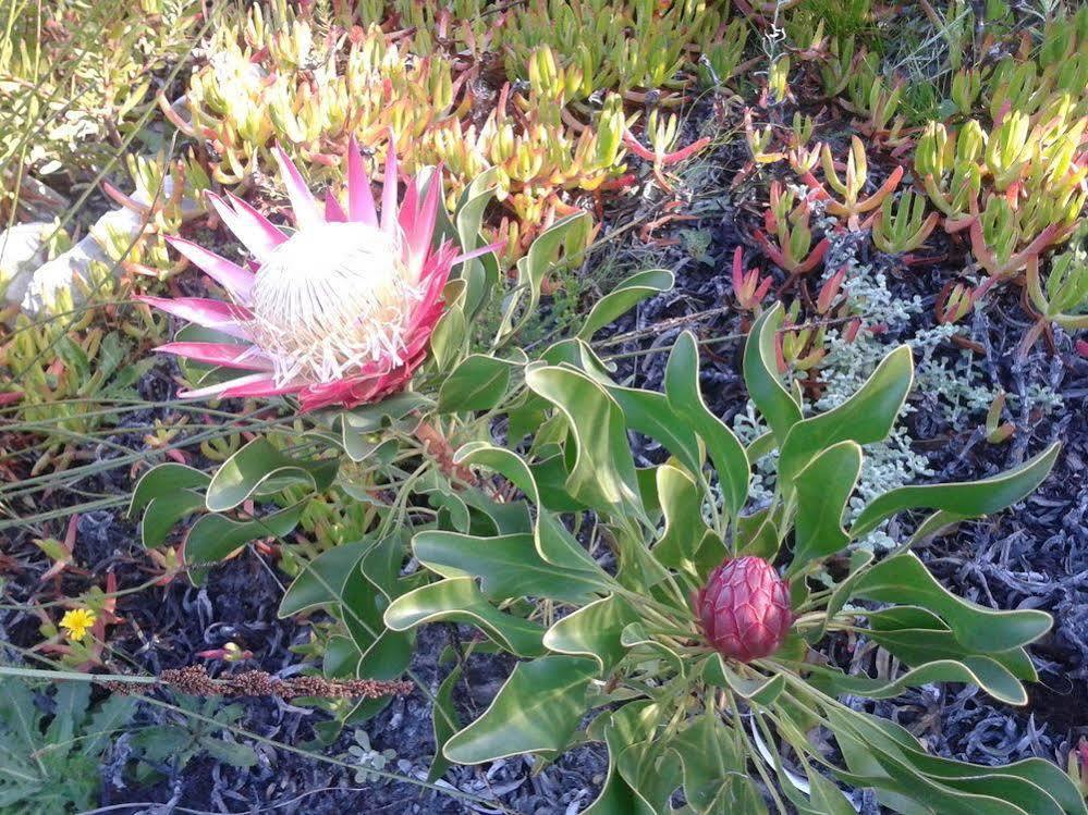 Van Den Berg'S Guesthouse Bettyʼs Bay Exteriér fotografie